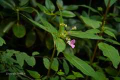 Impatiens sulcata
